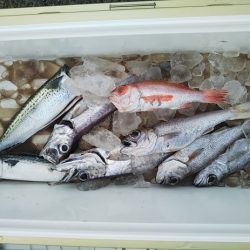 ジギング釣り果